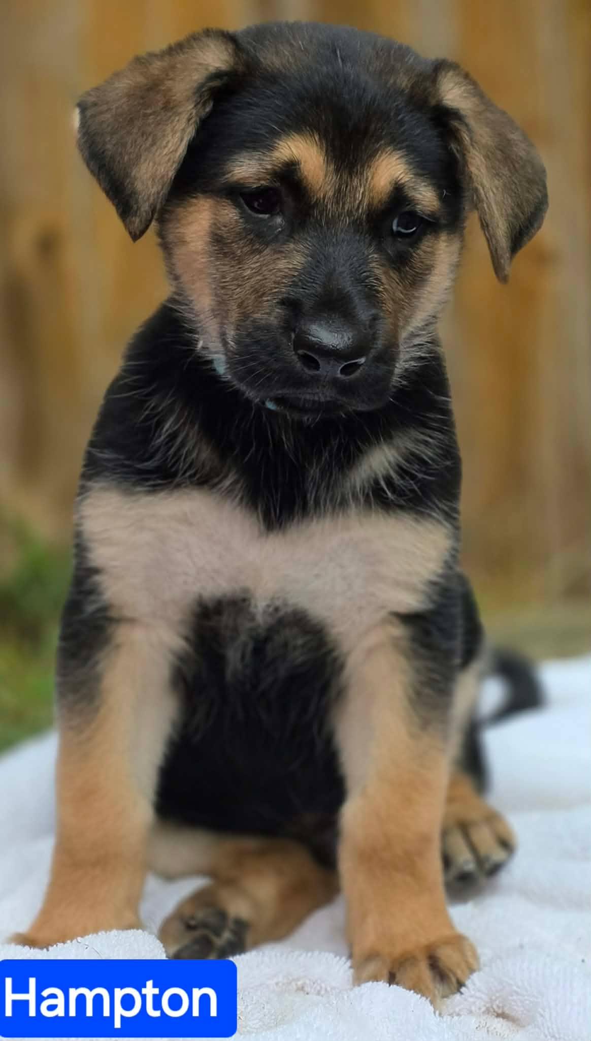 Enlarge Hampton (PUPPY), an adopted German Shepherd Dog in Greeneville, TN image 3/6