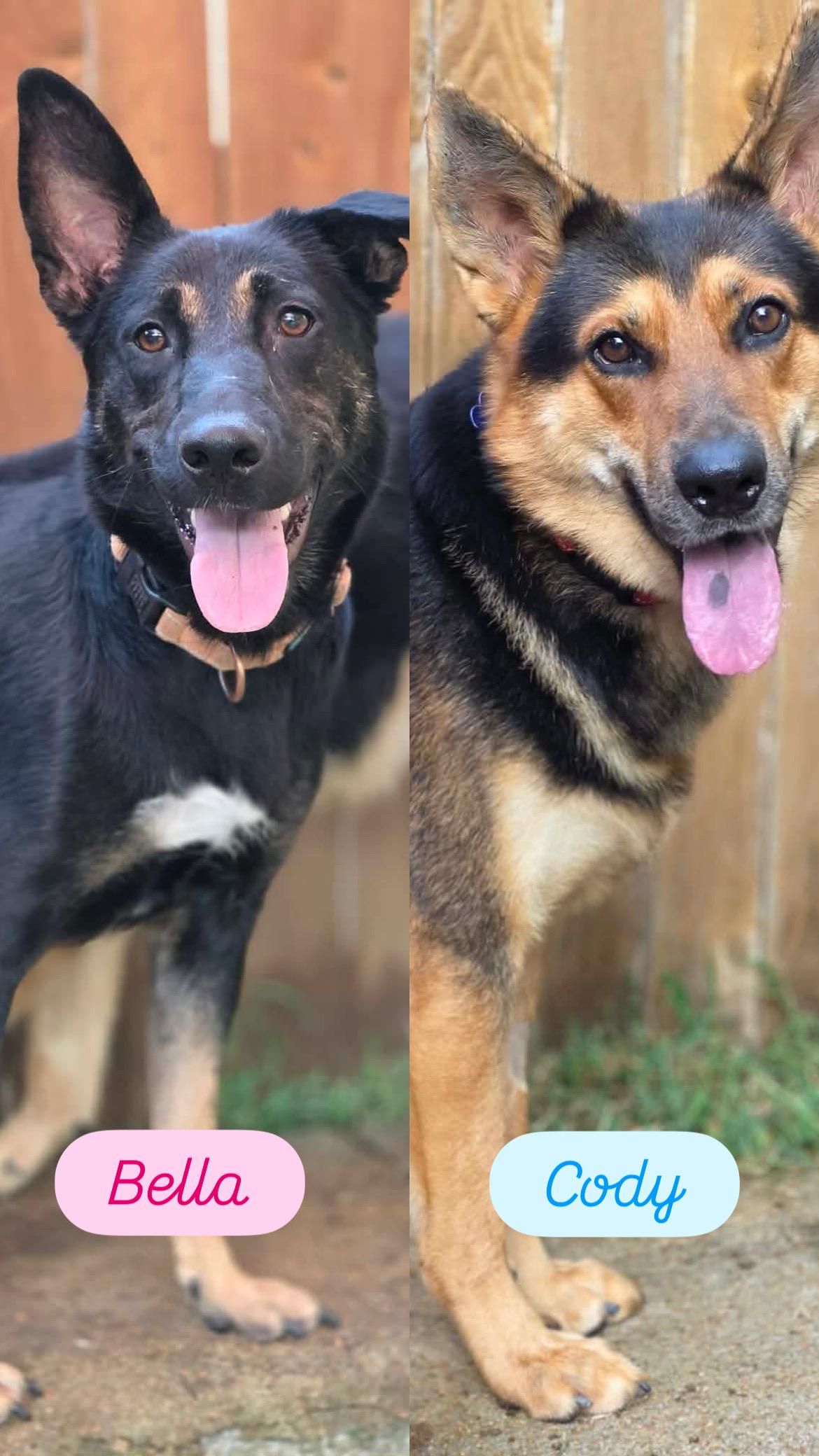 Enlarge Hampton (PUPPY), an adopted German Shepherd Dog in Greeneville, TN image 6/6