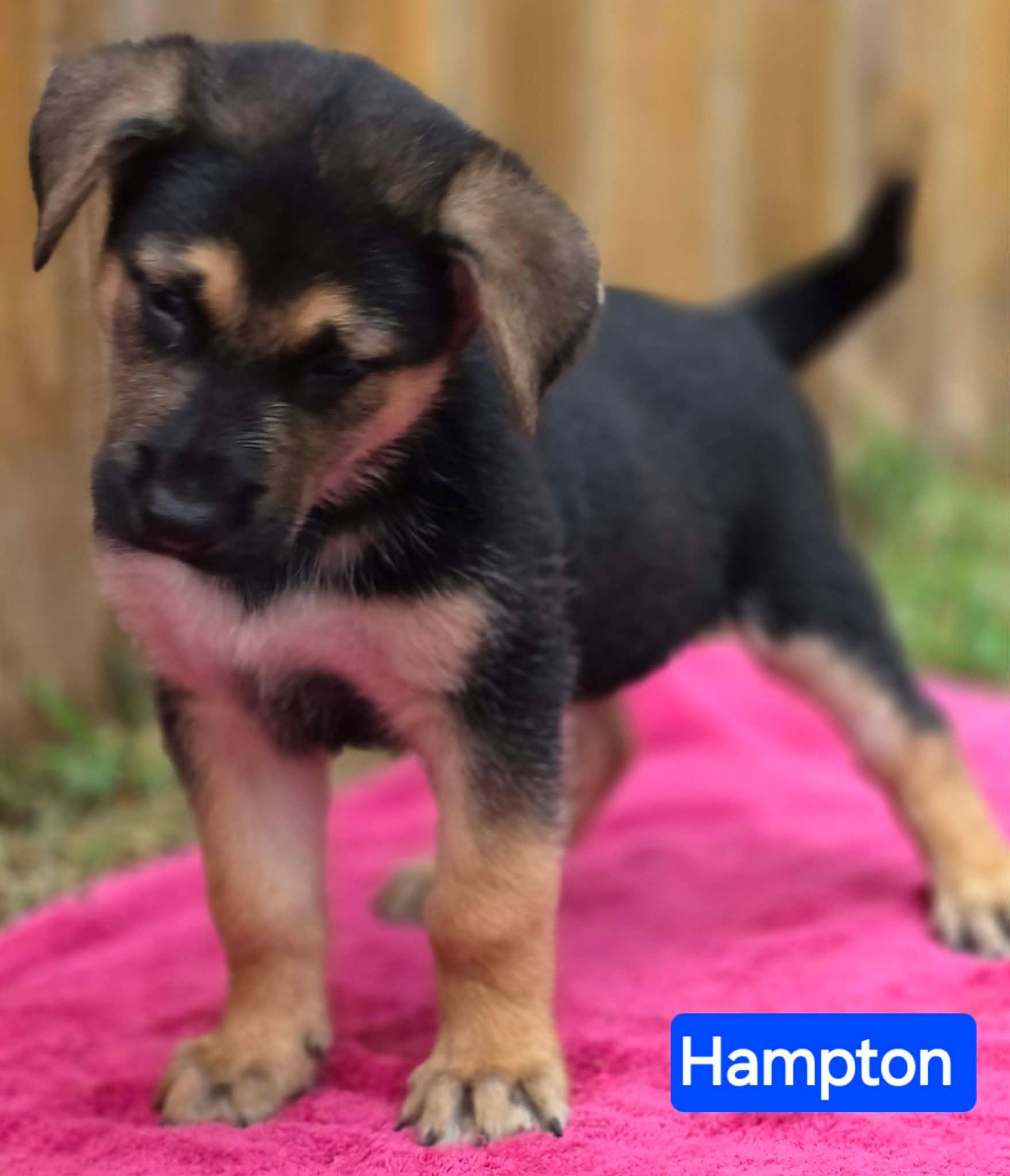 Enlarge Hampton (PUPPY), an adopted German Shepherd Dog in Greeneville, TN image 5/6
