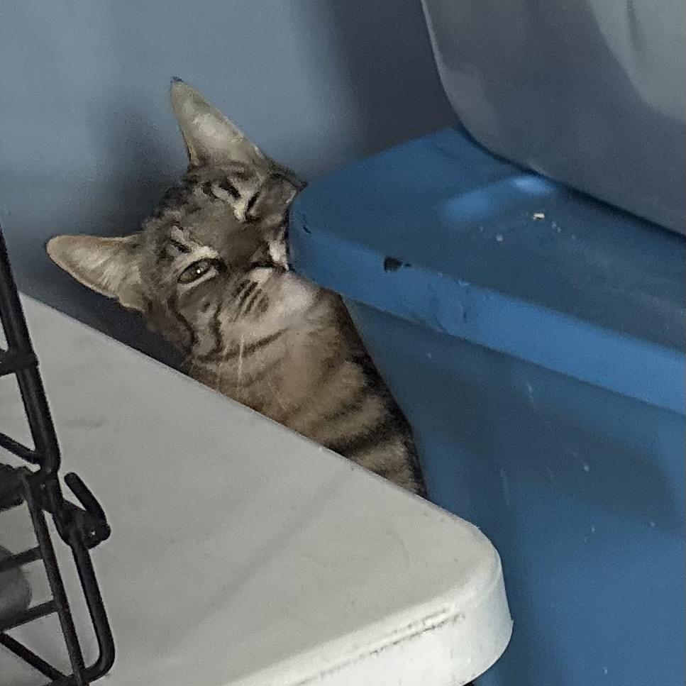 Enlarge Poly, a Adoptable American Shorthair in Escondido, CA image 1/3