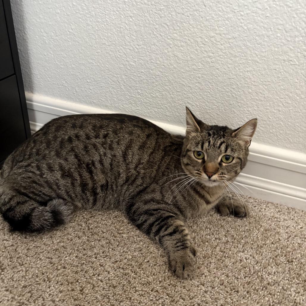 Enlarge Poly, a Adoptable American Shorthair in Escondido, CA image 2/3