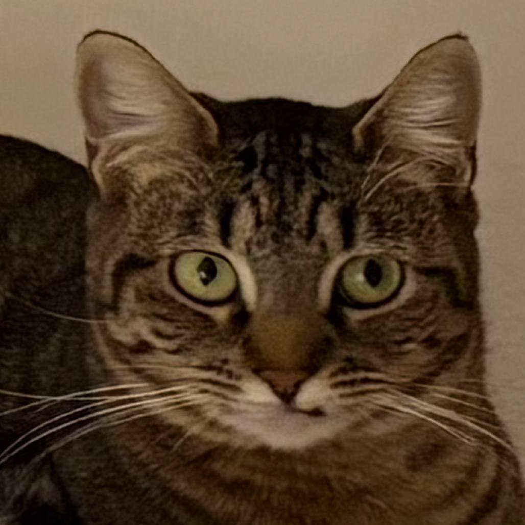 Enlarge Poly, a Adoptable American Shorthair in Escondido, CA image 3/3