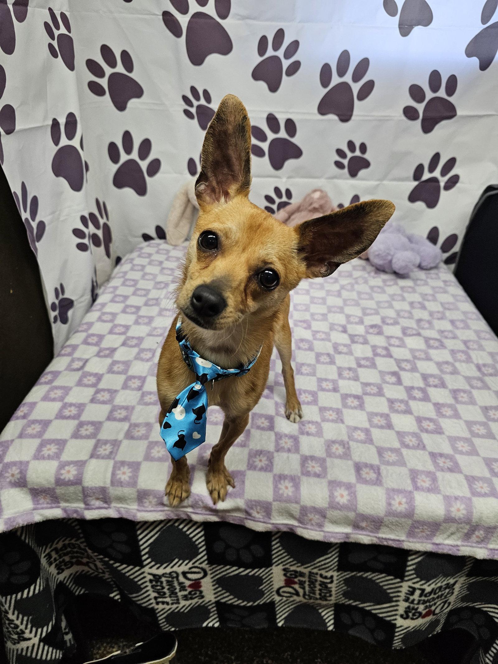 Enlarge Trucker, a Adoptable Chihuahua in Metairie, LA image 1/2