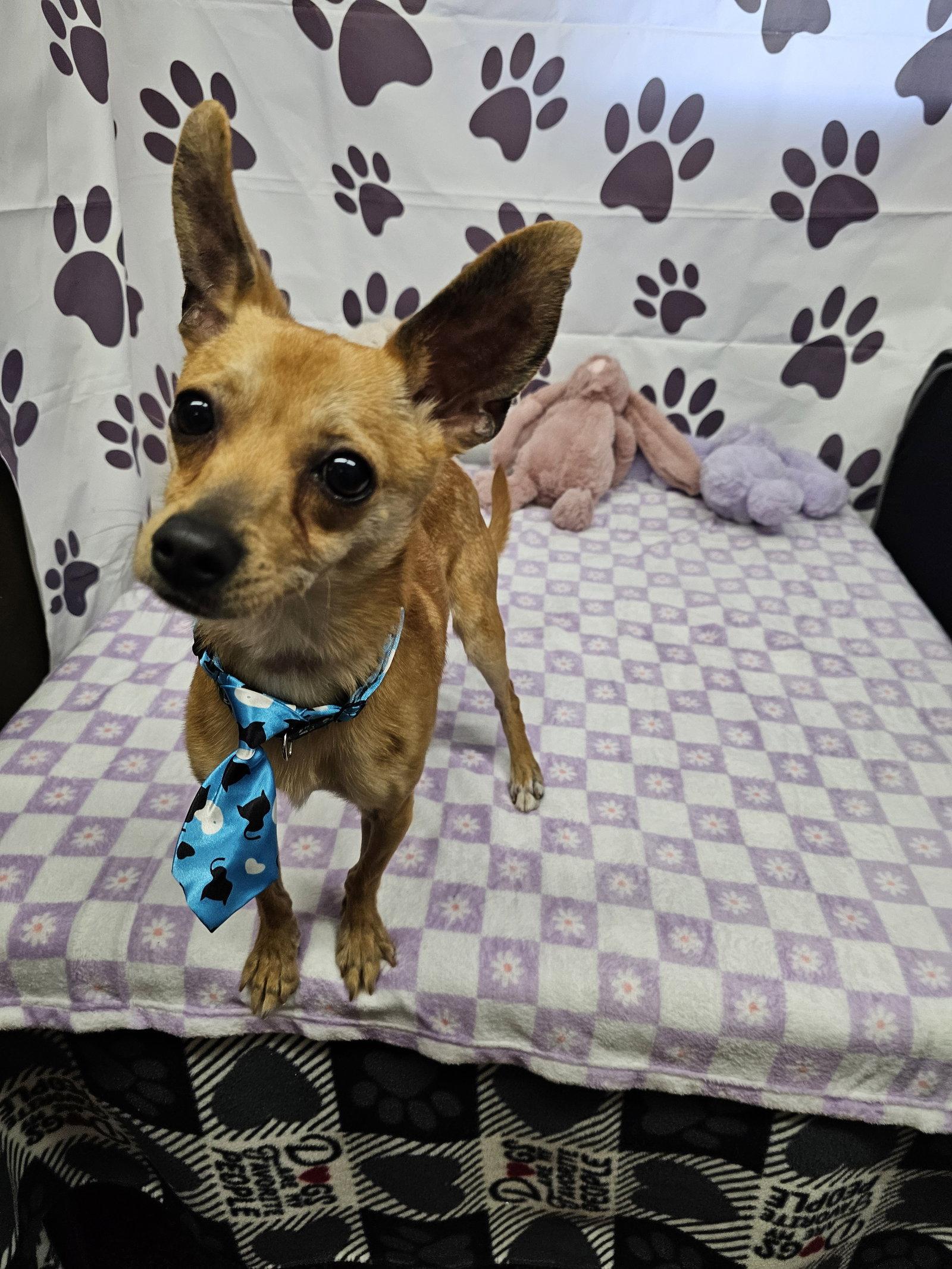 Enlarge Trucker, a Adoptable Chihuahua in Metairie, LA image 2/2