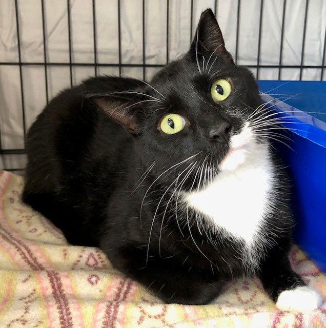 Cleo, Adoptable, Young Male Domestic Short Hair.