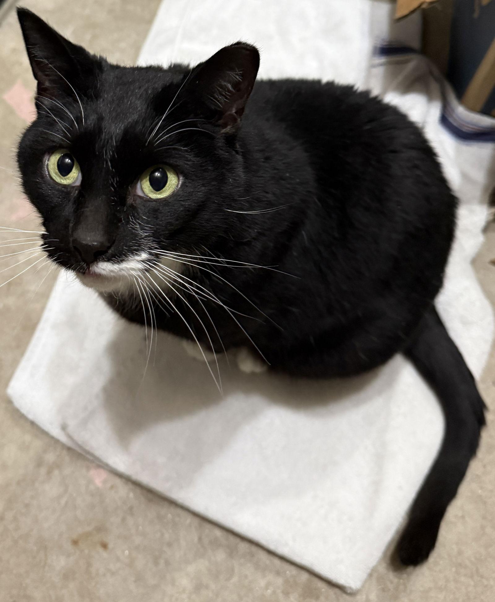 Enlarge Cleo, a Adoptable Domestic Short Hair in Furlong, PA image 2/2