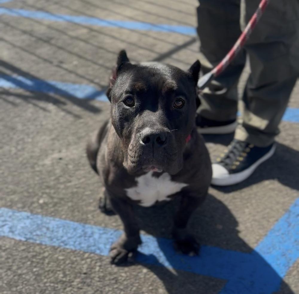 Happy hippo, Adoptable, Adult Male American Bulldog & Mastiff.