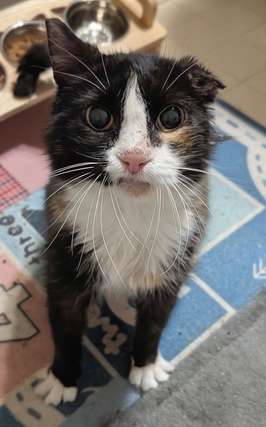 Dorothy, a ADOPTABLE Tortoiseshell in Washington Grove, MD image 1/4