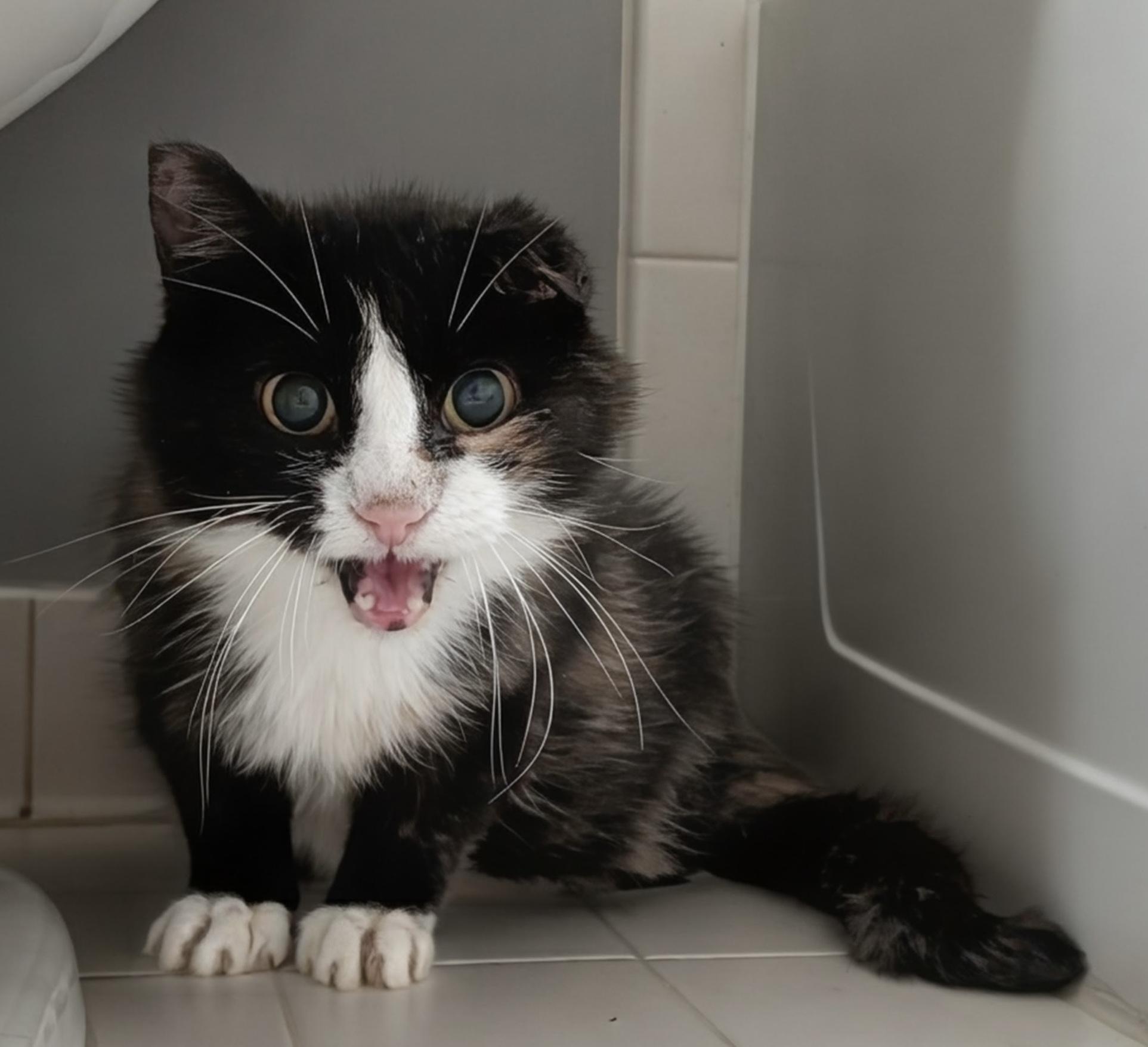 Dorothy, a ADOPTABLE Tortoiseshell in Washington Grove, MD image 2/4