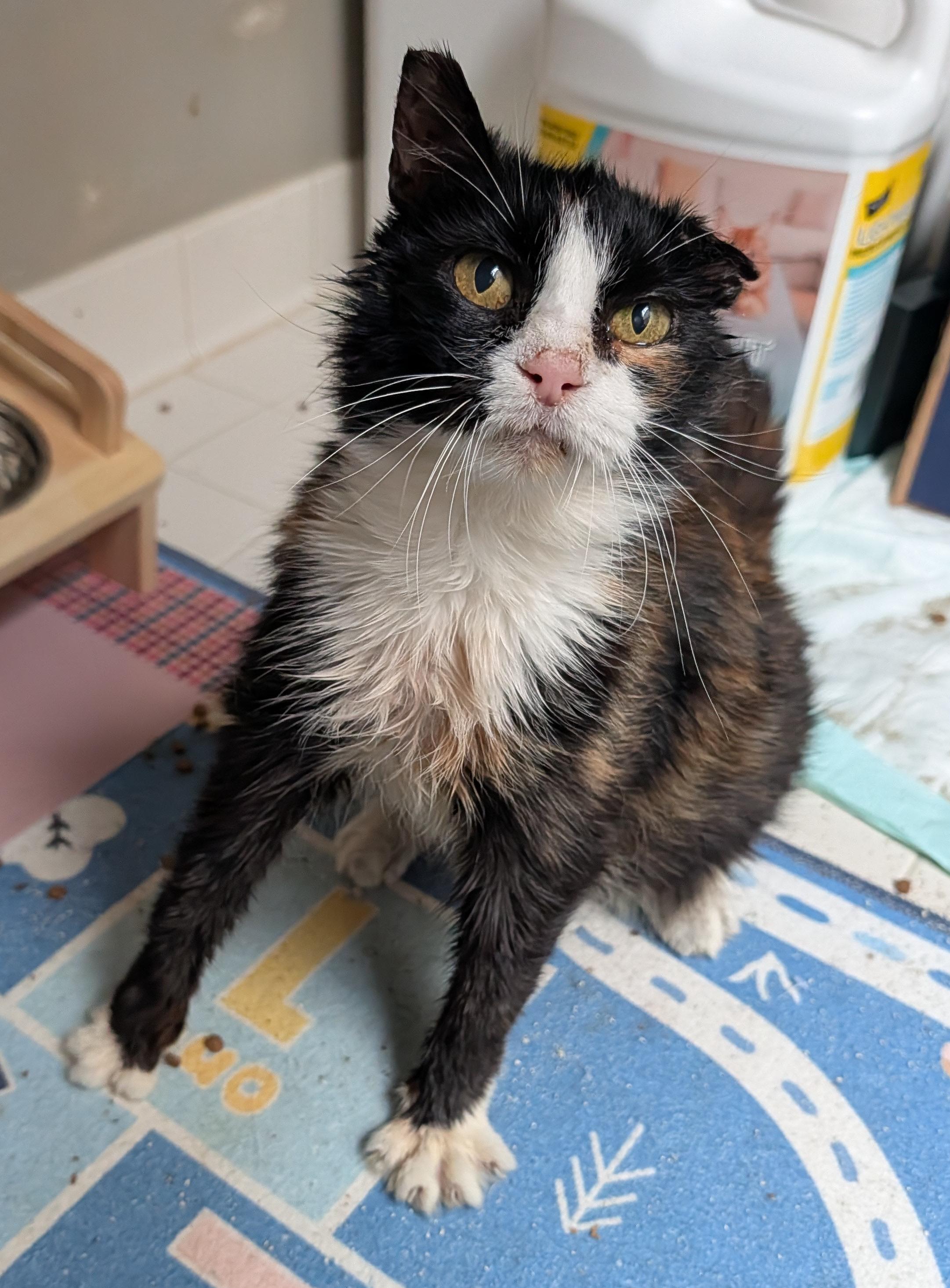 Dorothy, a ADOPTABLE Tortoiseshell in Washington Grove, MD image 3/4