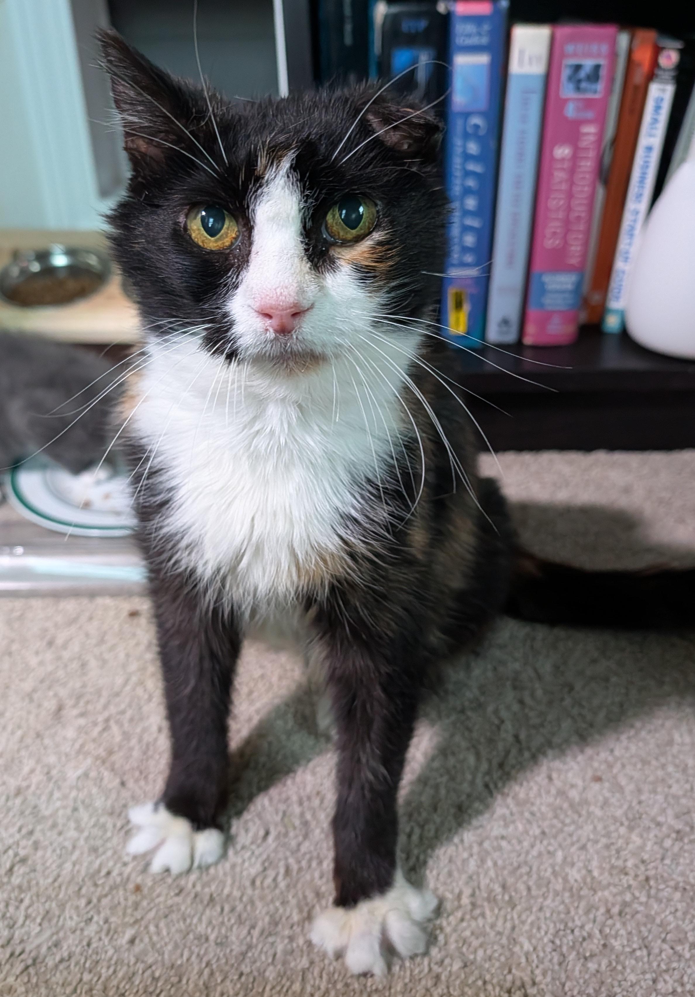 Dorothy, a ADOPTABLE Tortoiseshell in Washington Grove, MD image 4/4