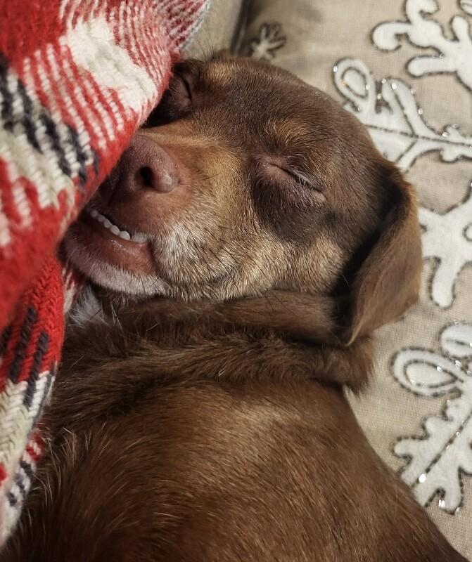 Noelle, Adoptable, Adult Female Chihuahua & Mixed Breed.