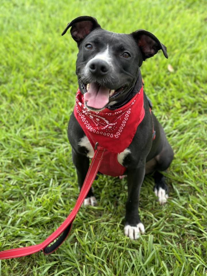 Enlarge Jester, a Adoptable mixed breed in Houston, TX image 2/6