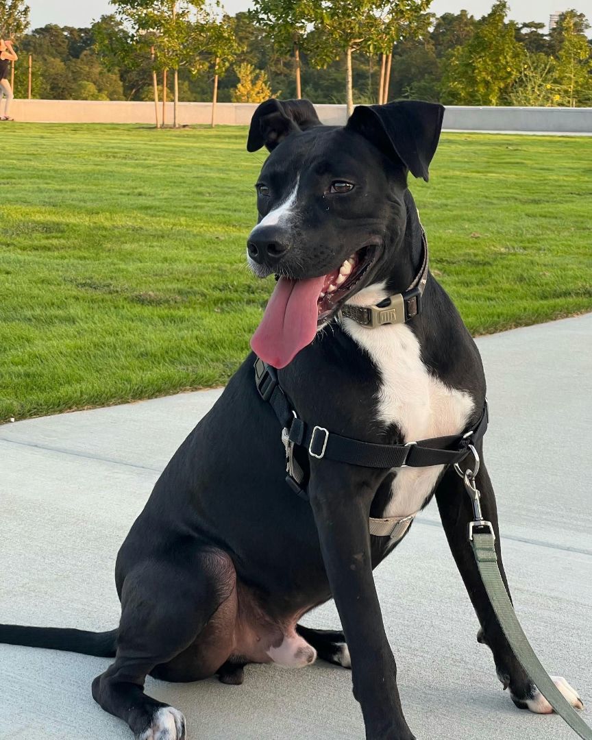 Enlarge Jester, a Adoptable mixed breed in Houston, TX image 3/6