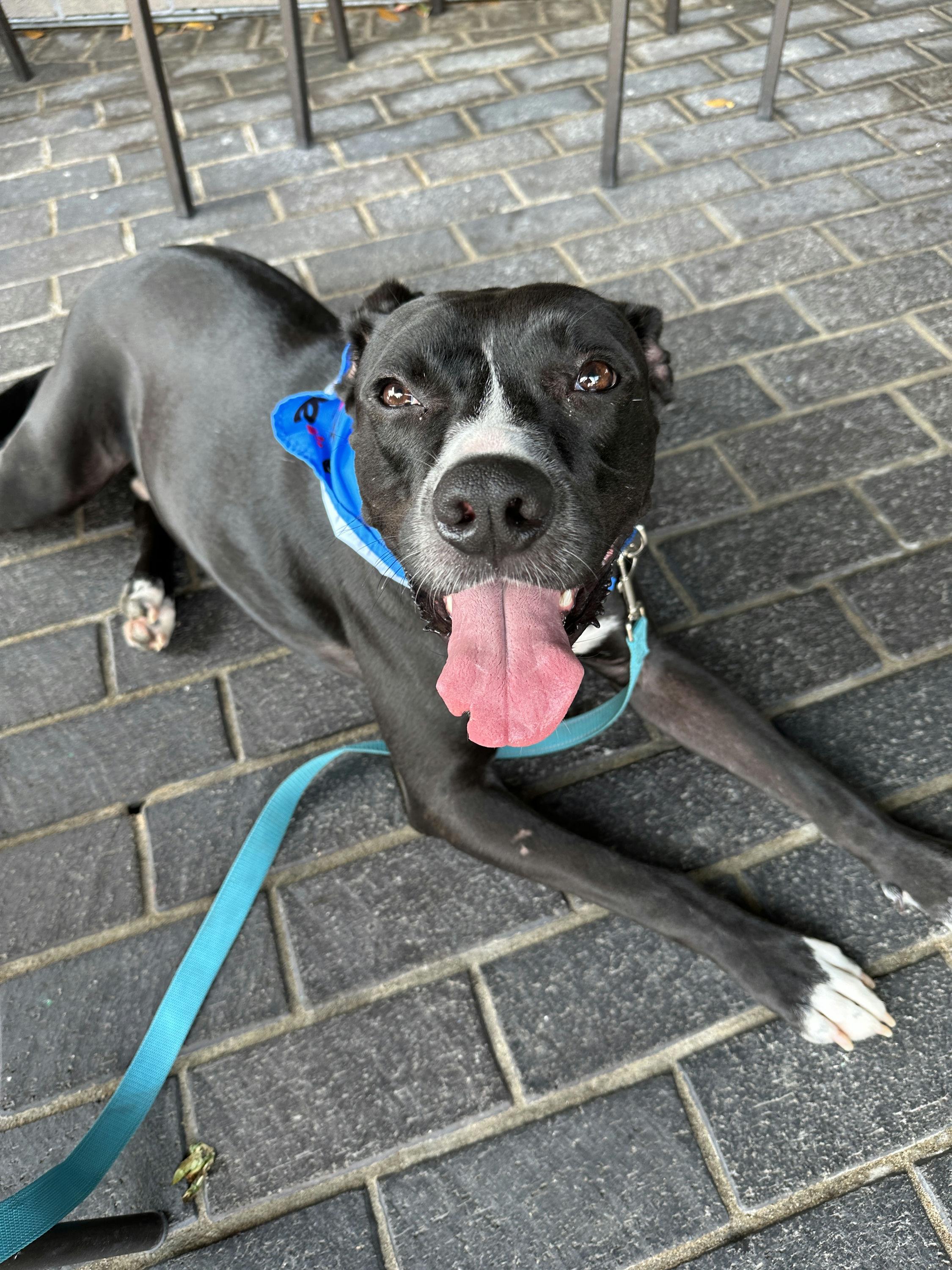 Enlarge Jester, a Adoptable mixed breed in Houston, TX image 6/6