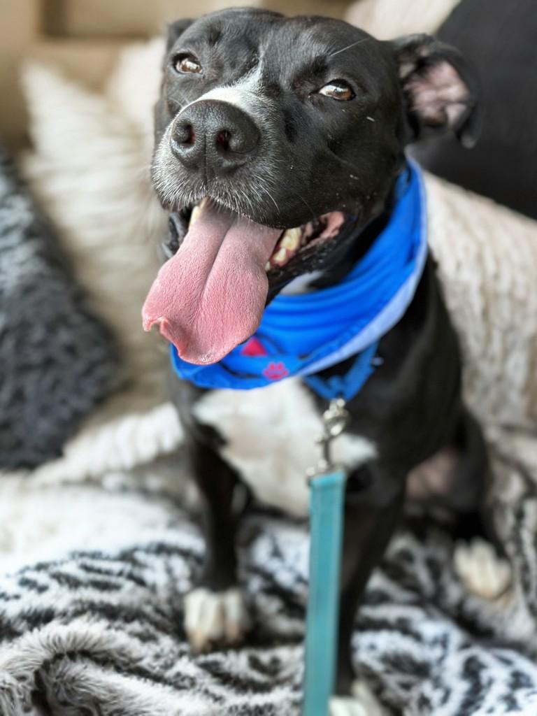 Enlarge Jester, a Adoptable mixed breed in Houston, TX image 5/5
