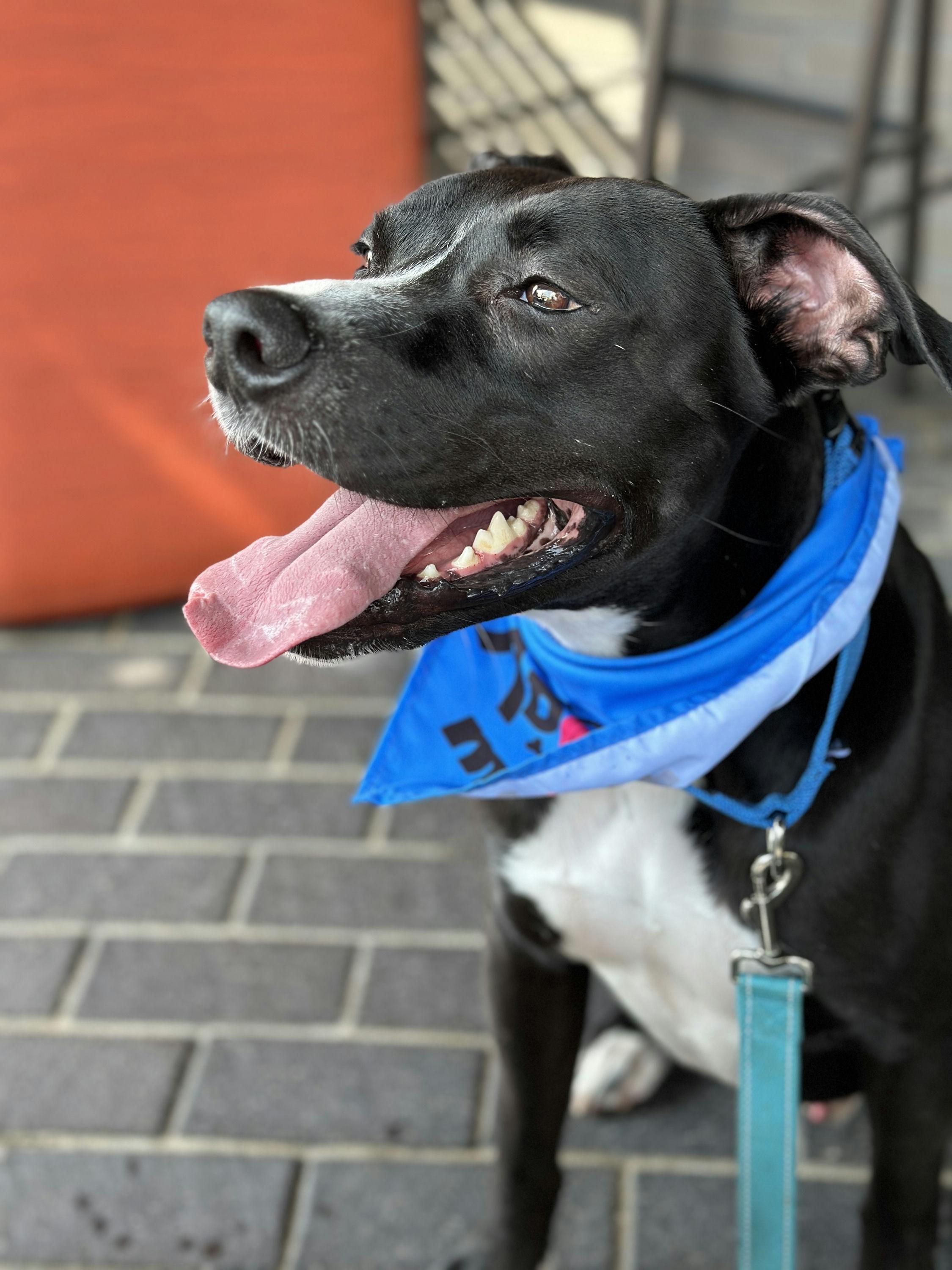 Enlarge Jester, a Adoptable mixed breed in Houston, TX image 4/6