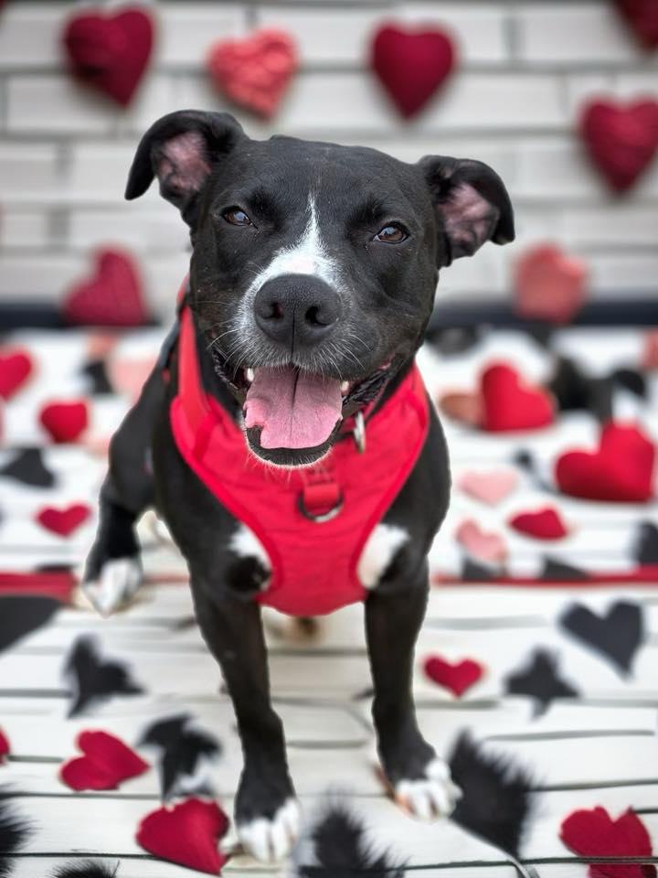 Jester, Adoptable, Adult Male Labrador Retriever & Boxer.