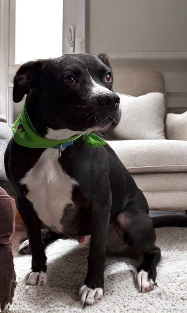 Enlarge Jester, a Adoptable mixed breed in Houston, TX image 3/6