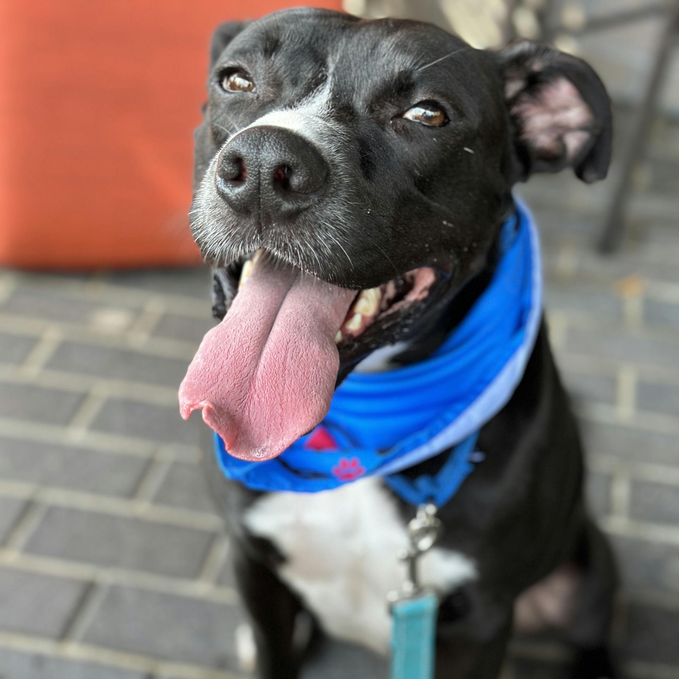 Enlarge Jester, a Adoptable mixed breed in Houston, TX image 2/6