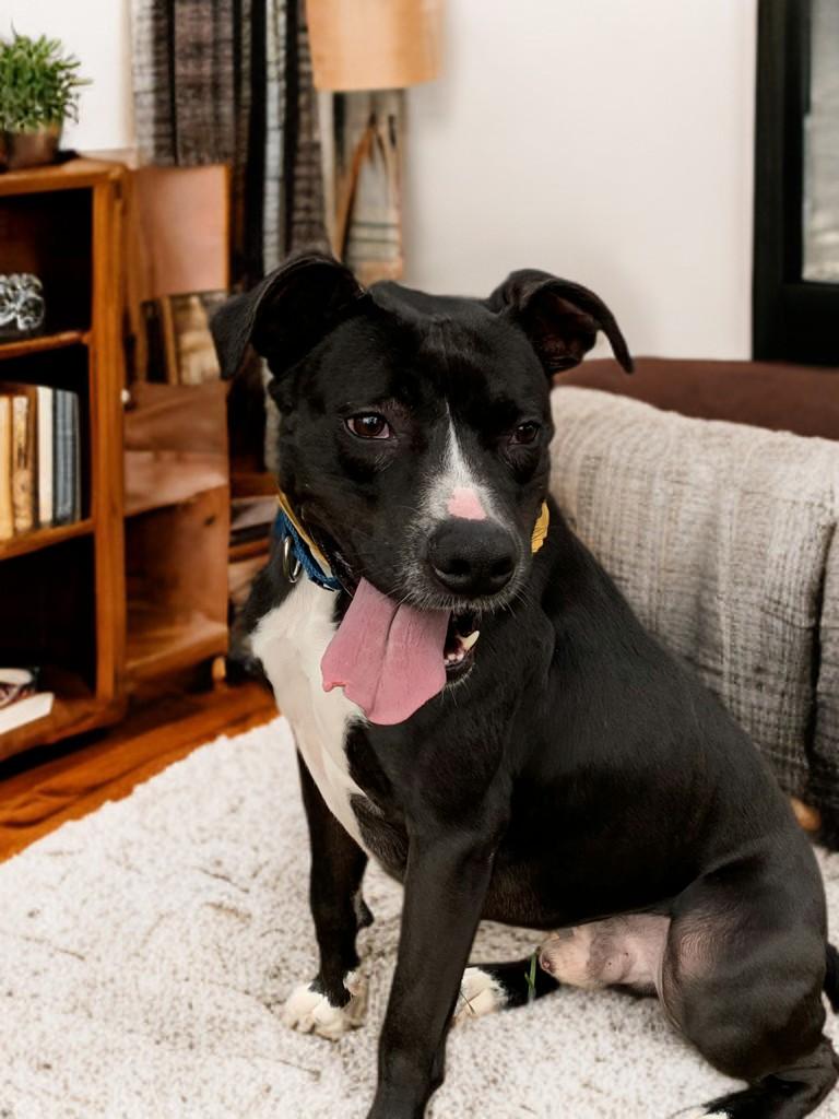 Enlarge Jester, a Adoptable mixed breed in Houston, TX image 5/6