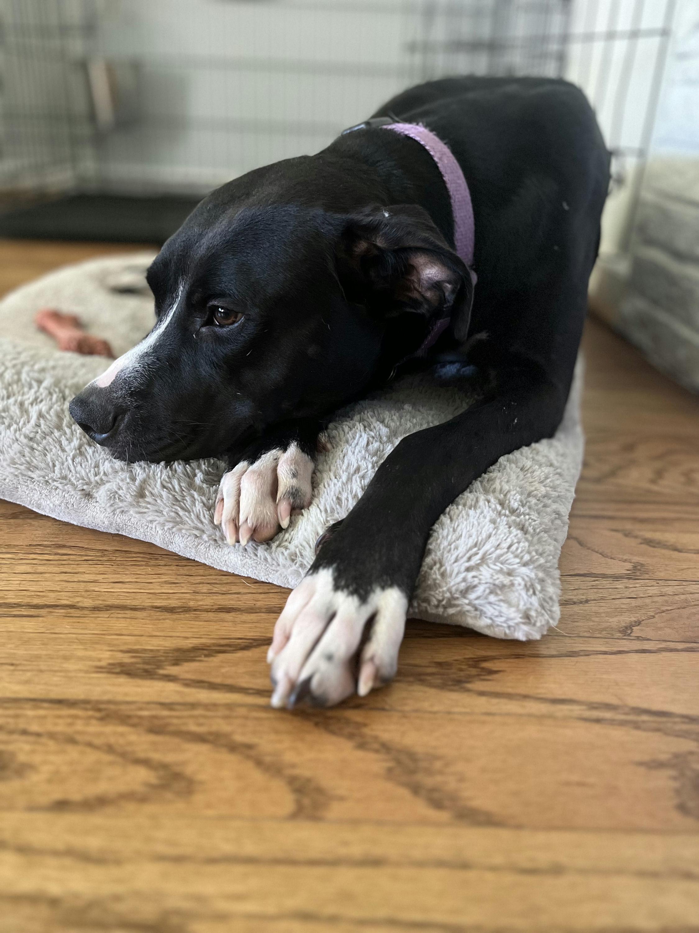 Enlarge Jester, a Adoptable mixed breed in Houston, TX image 3/6