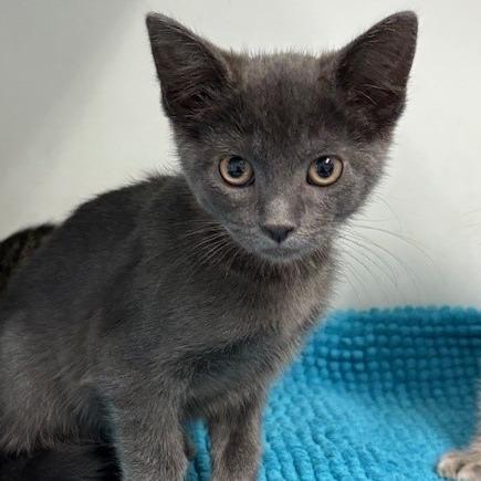 Lemon, a Adoptable Domestic Short Hair in Long Beach, CA image 1/2