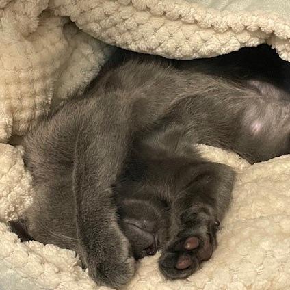 Lemon, a Adoptable Domestic Short Hair in Long Beach, CA image 2/2