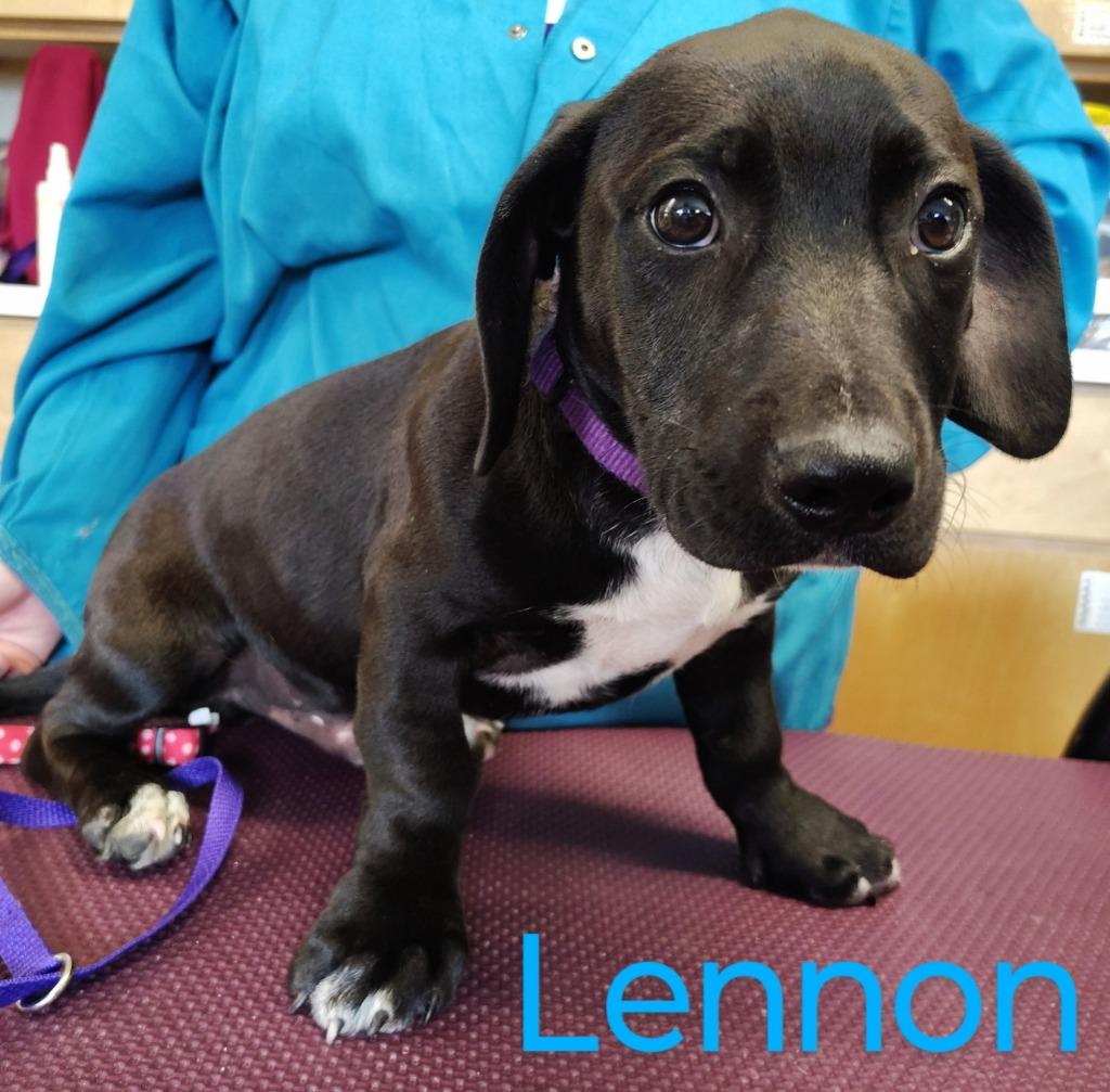 Enlarge Lennon, a Adopted mixed breed in Mena, AR image 1/2
