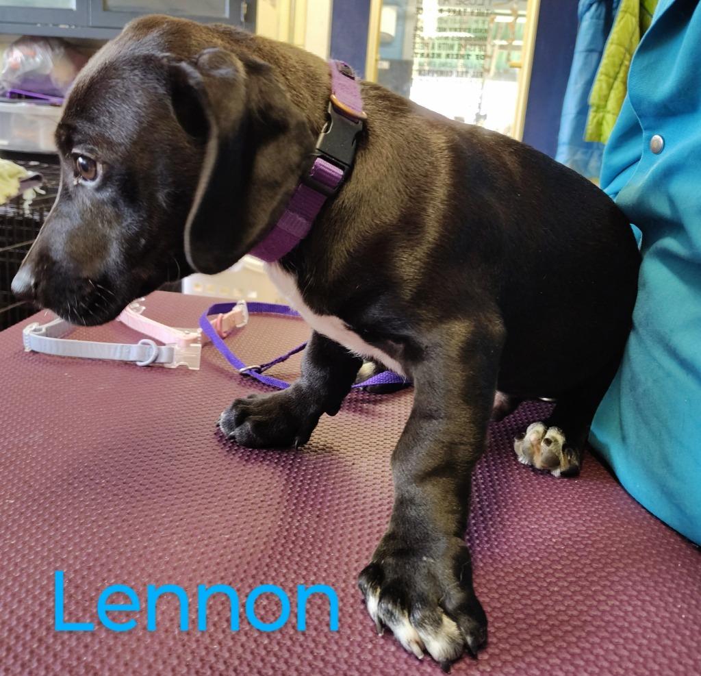 Enlarge Lennon, a Adopted mixed breed in Mena, AR image 2/2