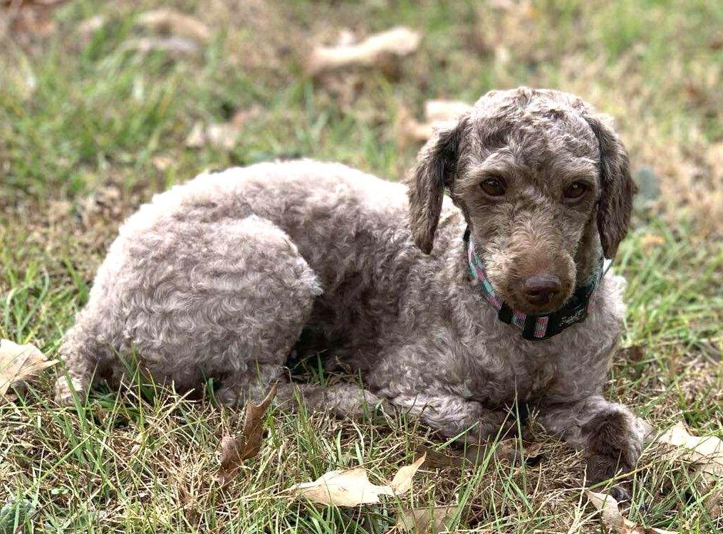 Peggie TX, Adoptable, Adult Female Poodle.
