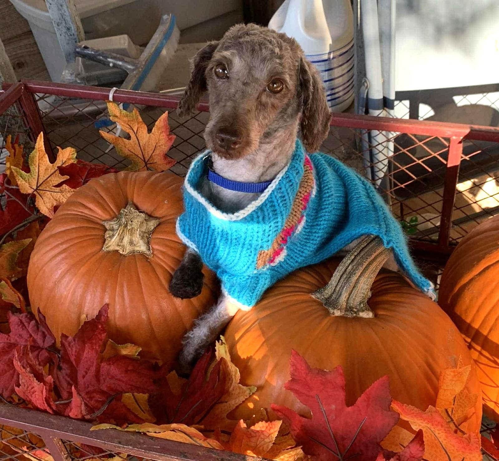 Enlarge Peggie TX, a Adoptable Poodle in Boonton, NJ image 2/3