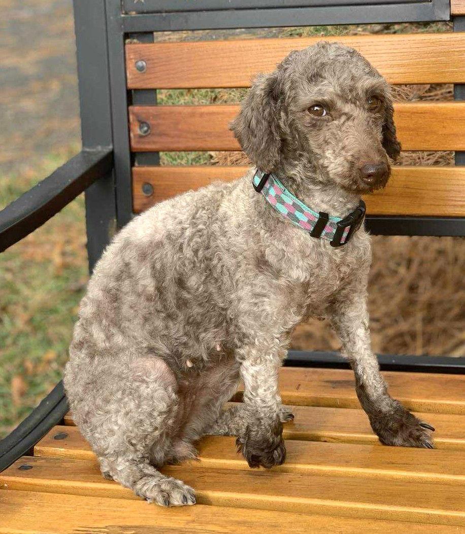 Enlarge Peggie TX, a Adoptable Poodle in Boonton, NJ image 3/3