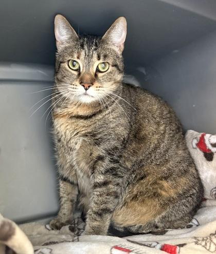 Enlarge CRUISE, a Adoptable mixed breed in Fernandina Beach, FL image 2/4