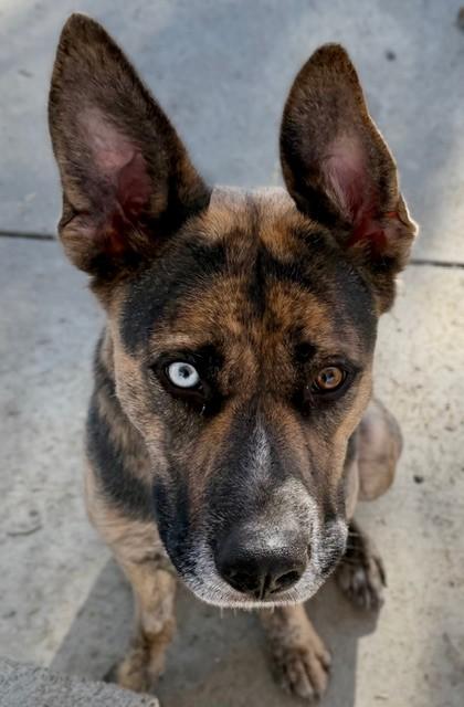 Enlarge Flower, a Adoptable mixed breed in Phoenix, OR image 1/5