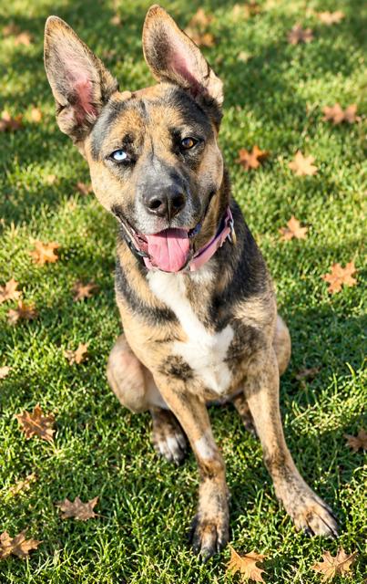 Enlarge Flower, a Adoptable mixed breed in Phoenix, OR image 4/5