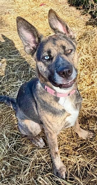 Enlarge Flower, a Adoptable mixed breed in Phoenix, OR image 2/5