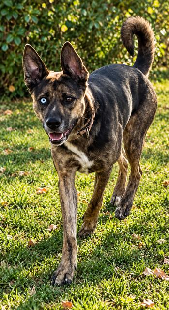 Enlarge Flower, a Adoptable mixed breed in Phoenix, OR image 3/5