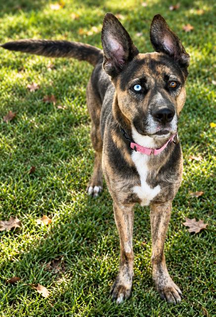 Enlarge Flower, a Adoptable mixed breed in Phoenix, OR image 5/5