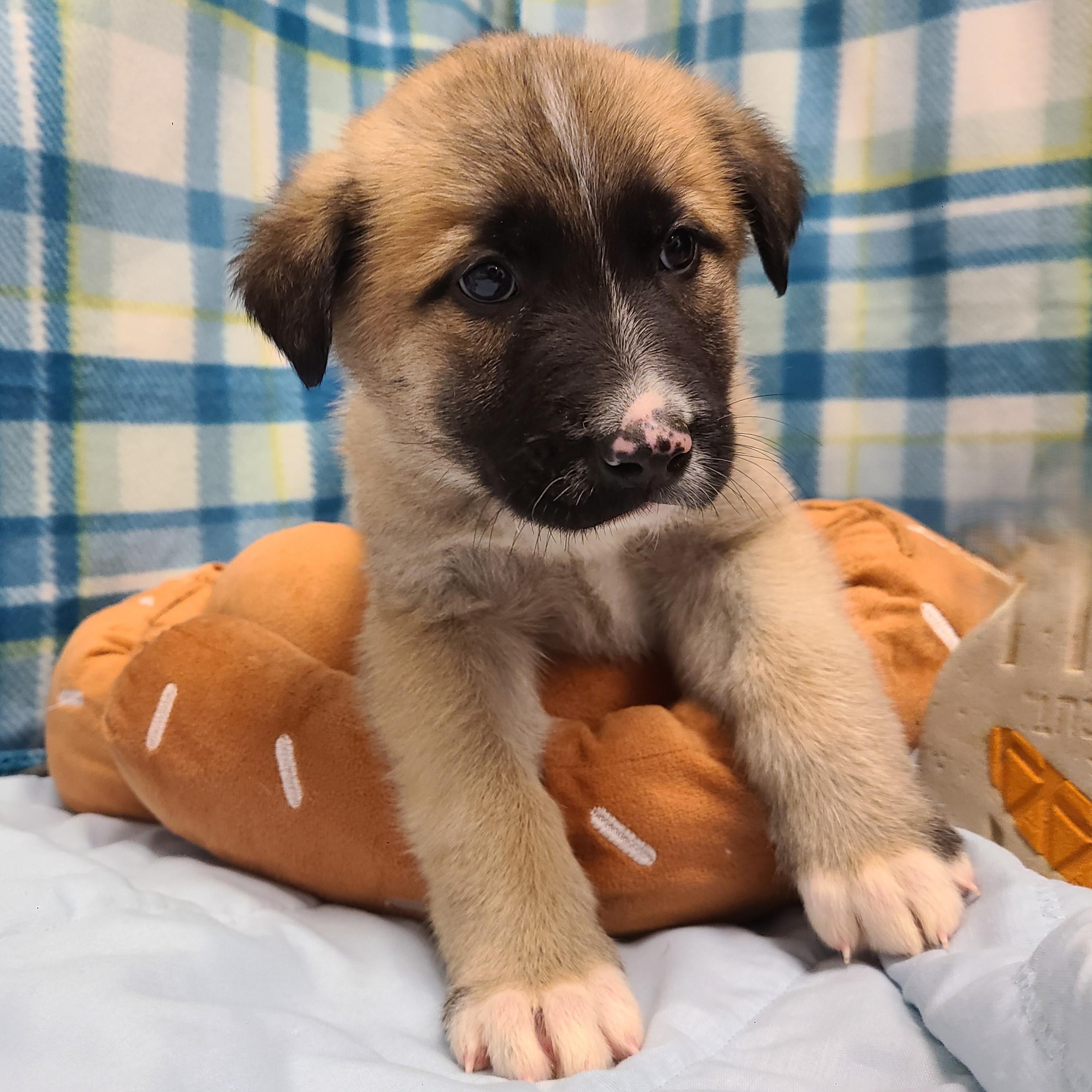 Enlarge Tators, a ADOPTABLE mixed breed in ALPINE, TX image 4/4