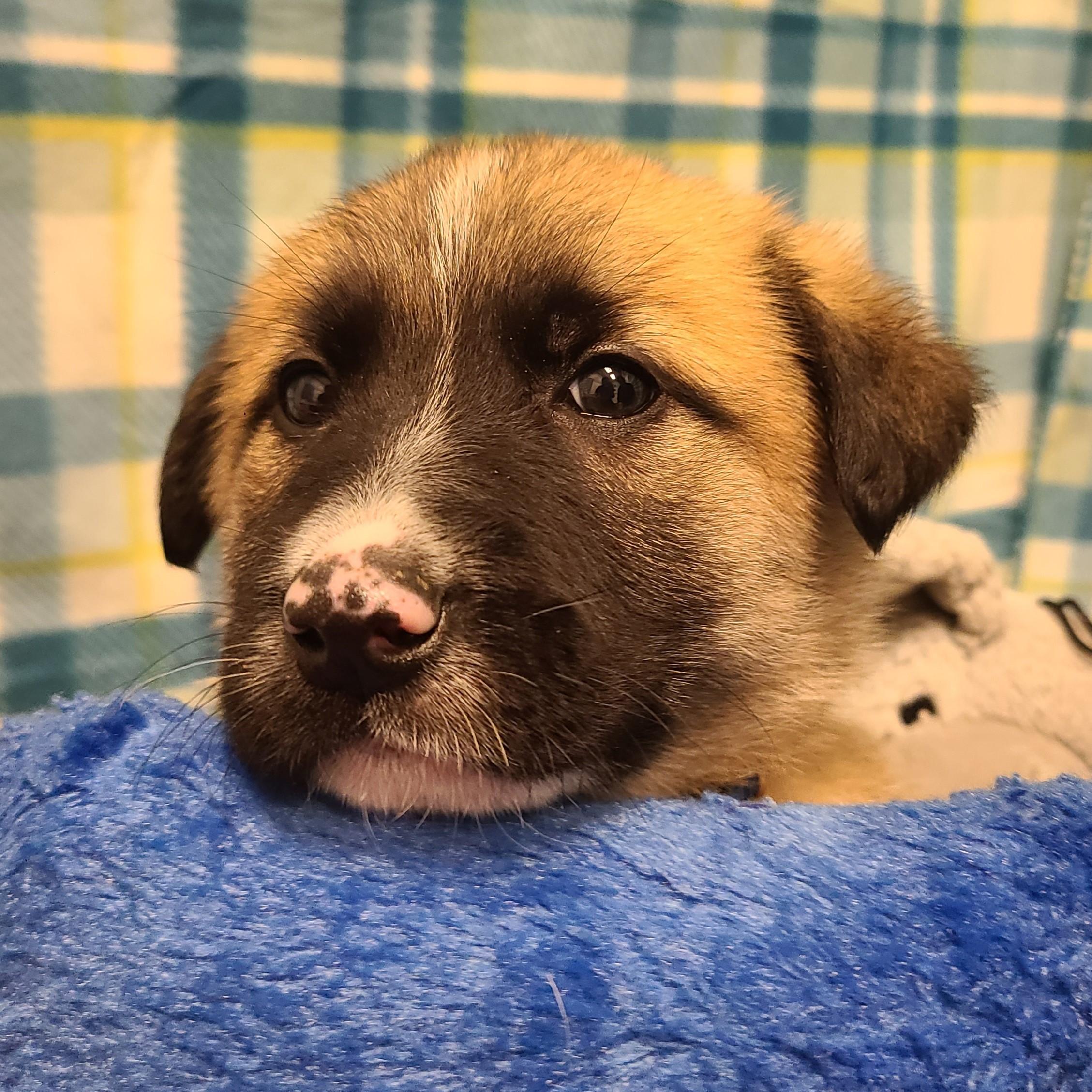 Enlarge Tators, a ADOPTABLE mixed breed in ALPINE, TX image 2/4