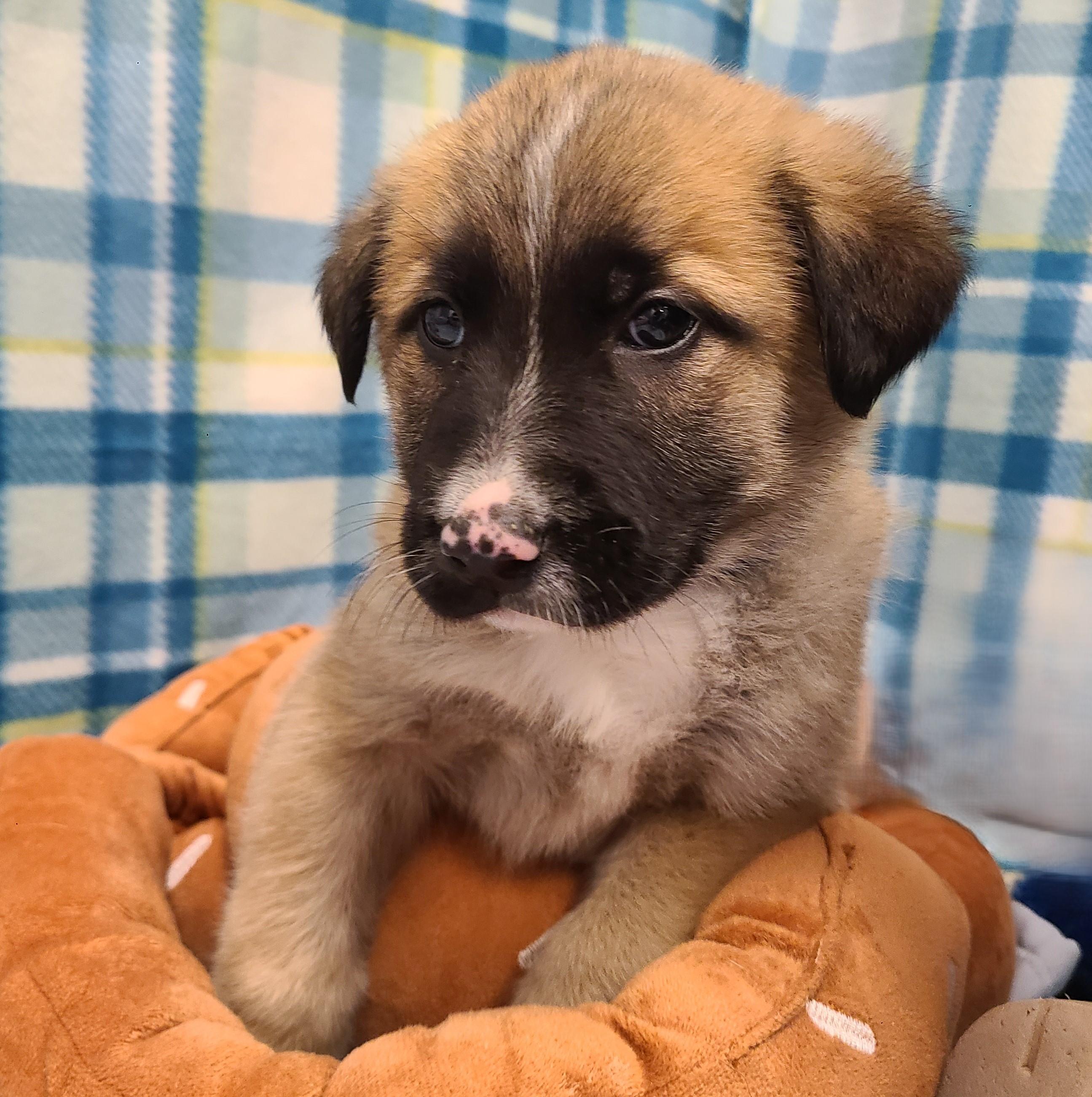 Enlarge Tators, a ADOPTABLE mixed breed in ALPINE, TX image 3/4