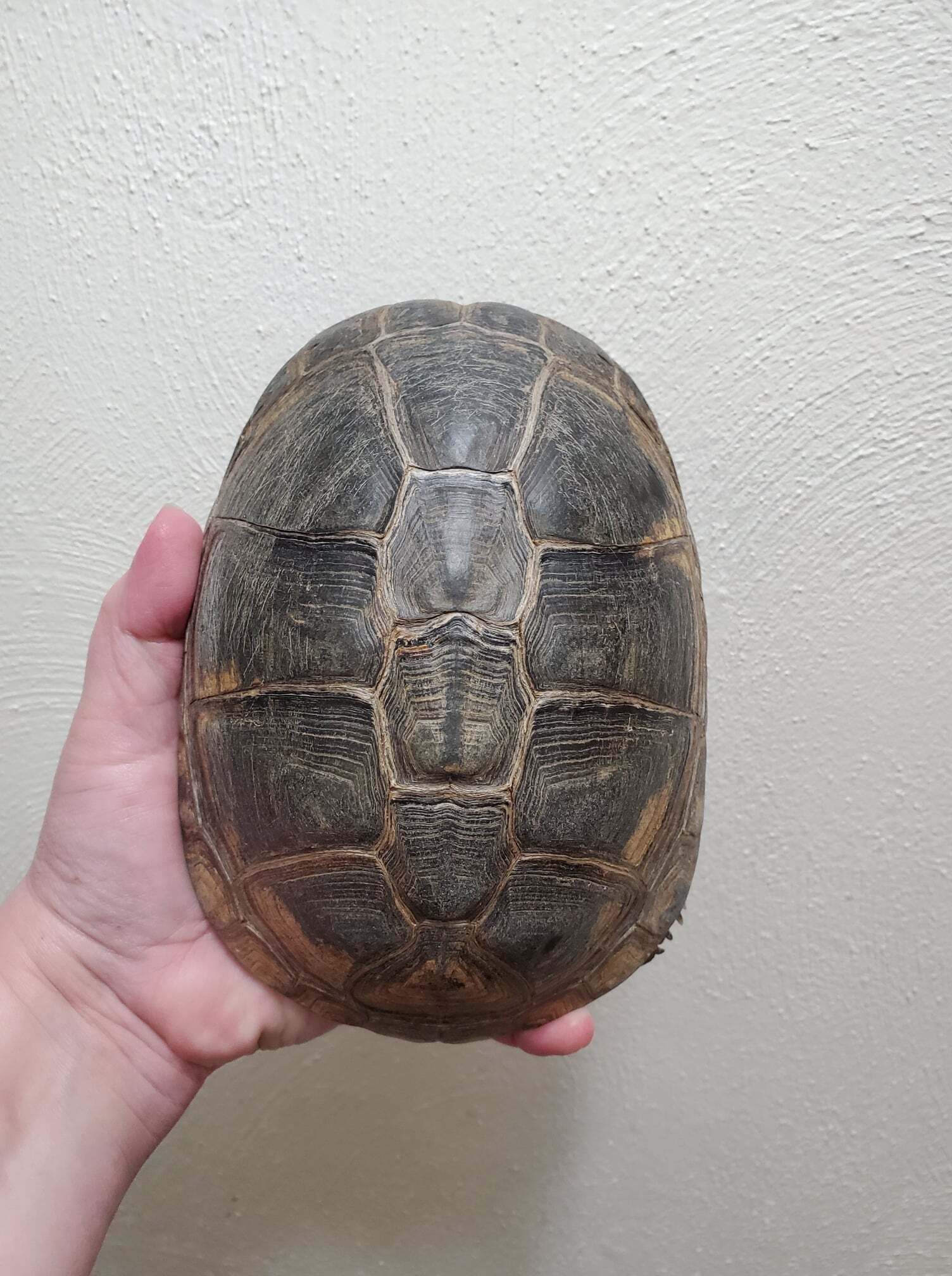 Enlarge Lubanzi African Mud, a Adoptable Mud in Baltimore, MD image 1/8