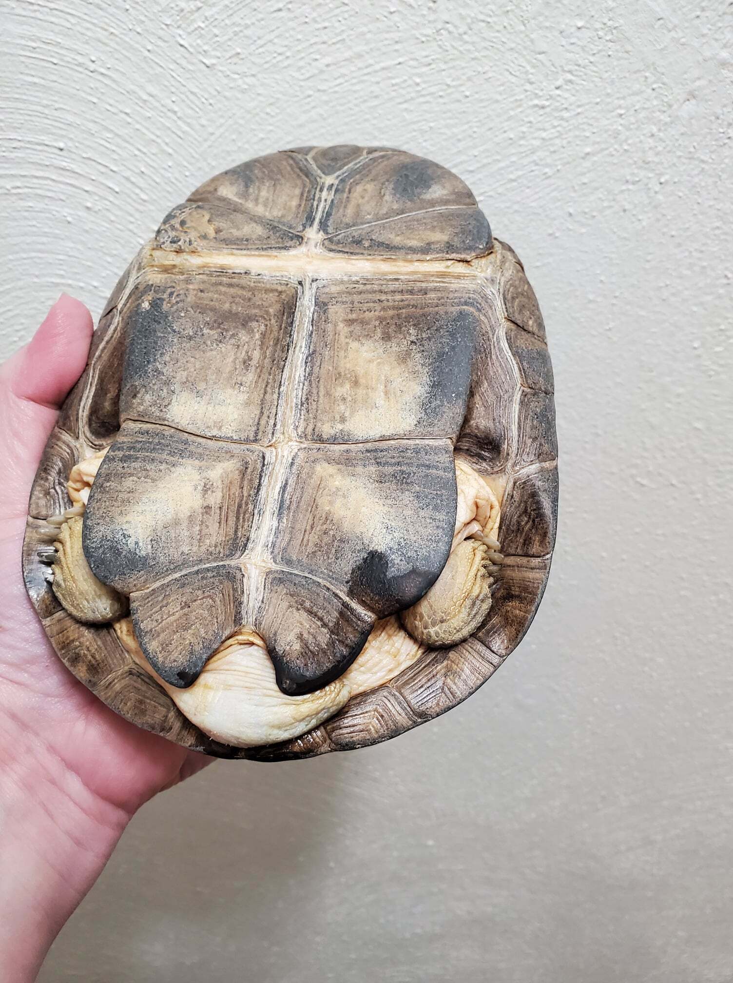 Enlarge Lubanzi African Mud, a Adoptable Mud in Baltimore, MD image 2/8