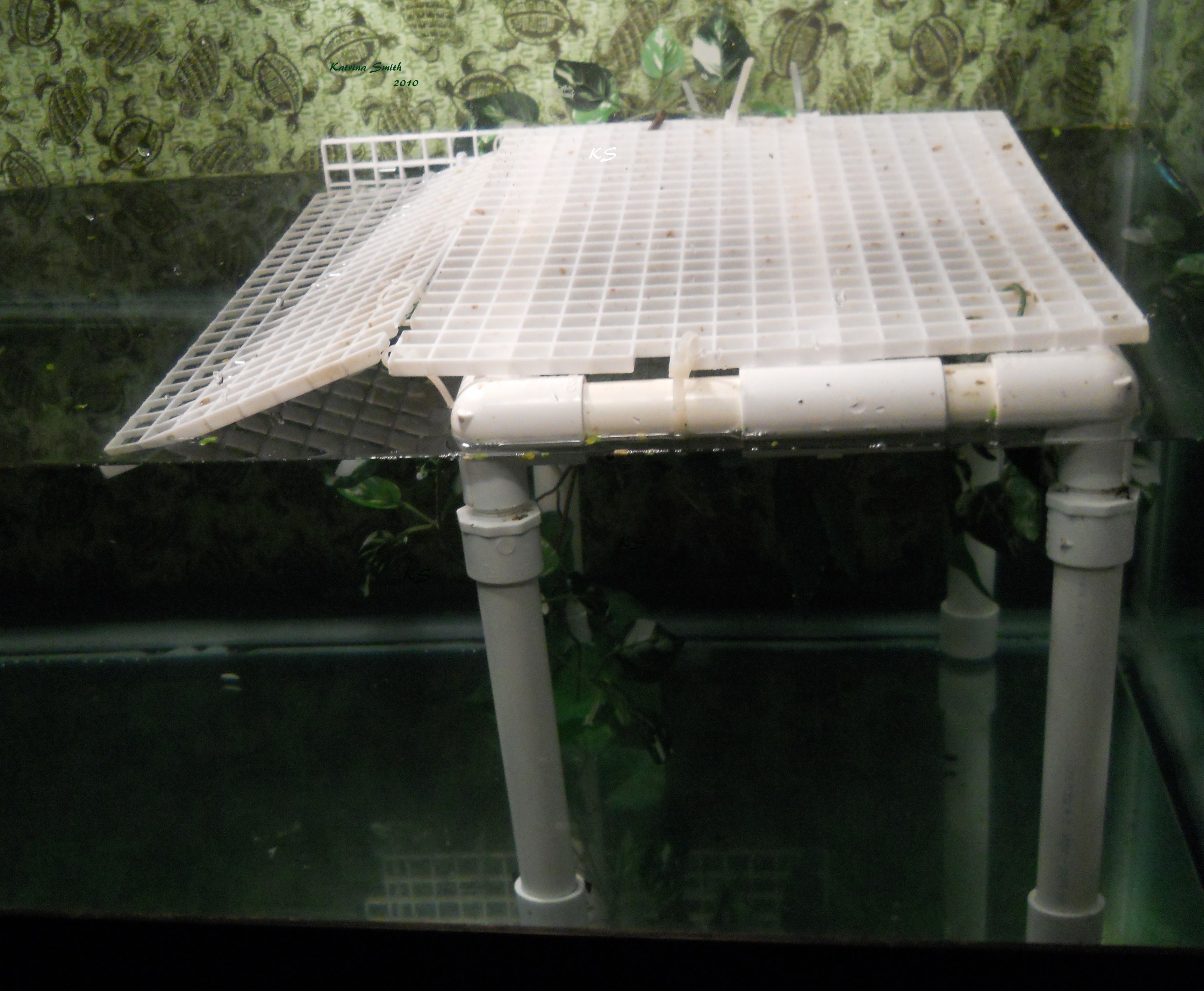 Enlarge Lubanzi African Mud, a Adoptable Mud in Baltimore, MD image 3/8