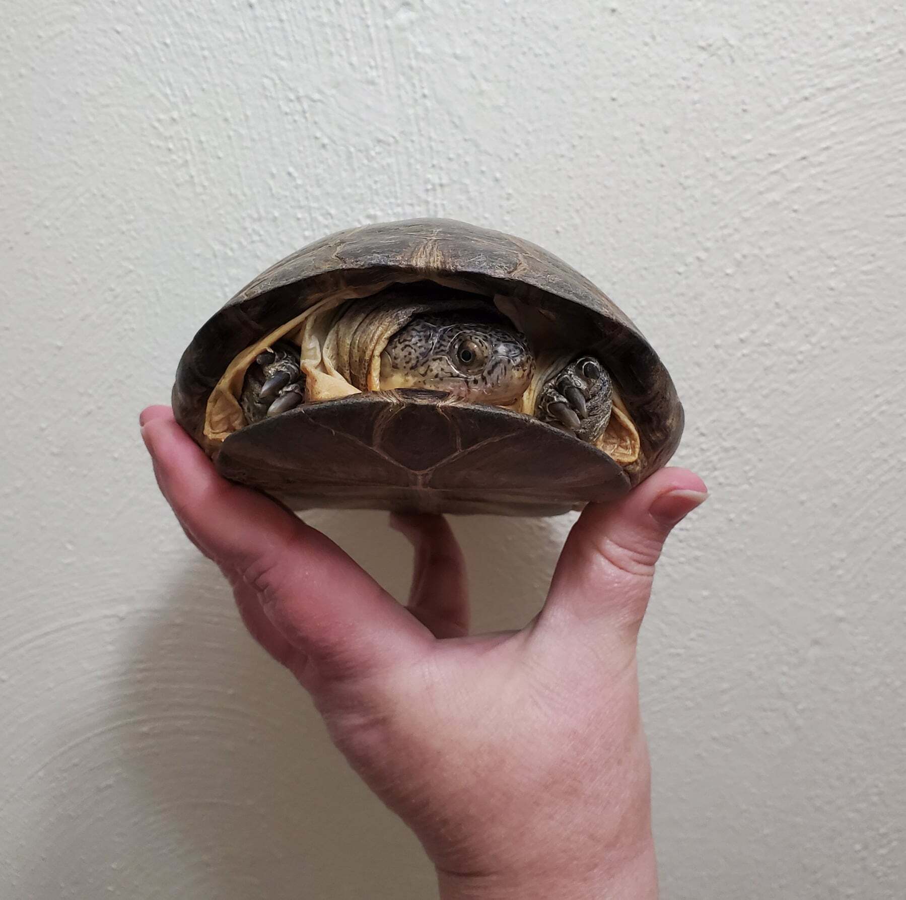 Enlarge Lubanzi African Mud, a Adoptable Mud in Baltimore, MD image 4/8