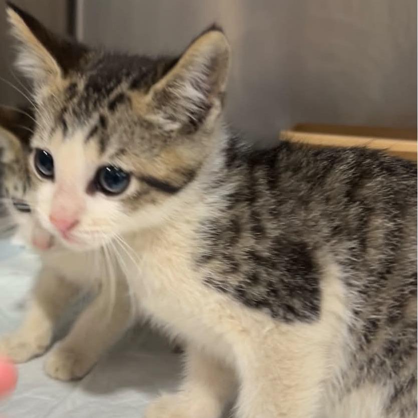 Enlarge Wind, a Adoptable Domestic Short Hair in Manheim, PA image 1/1