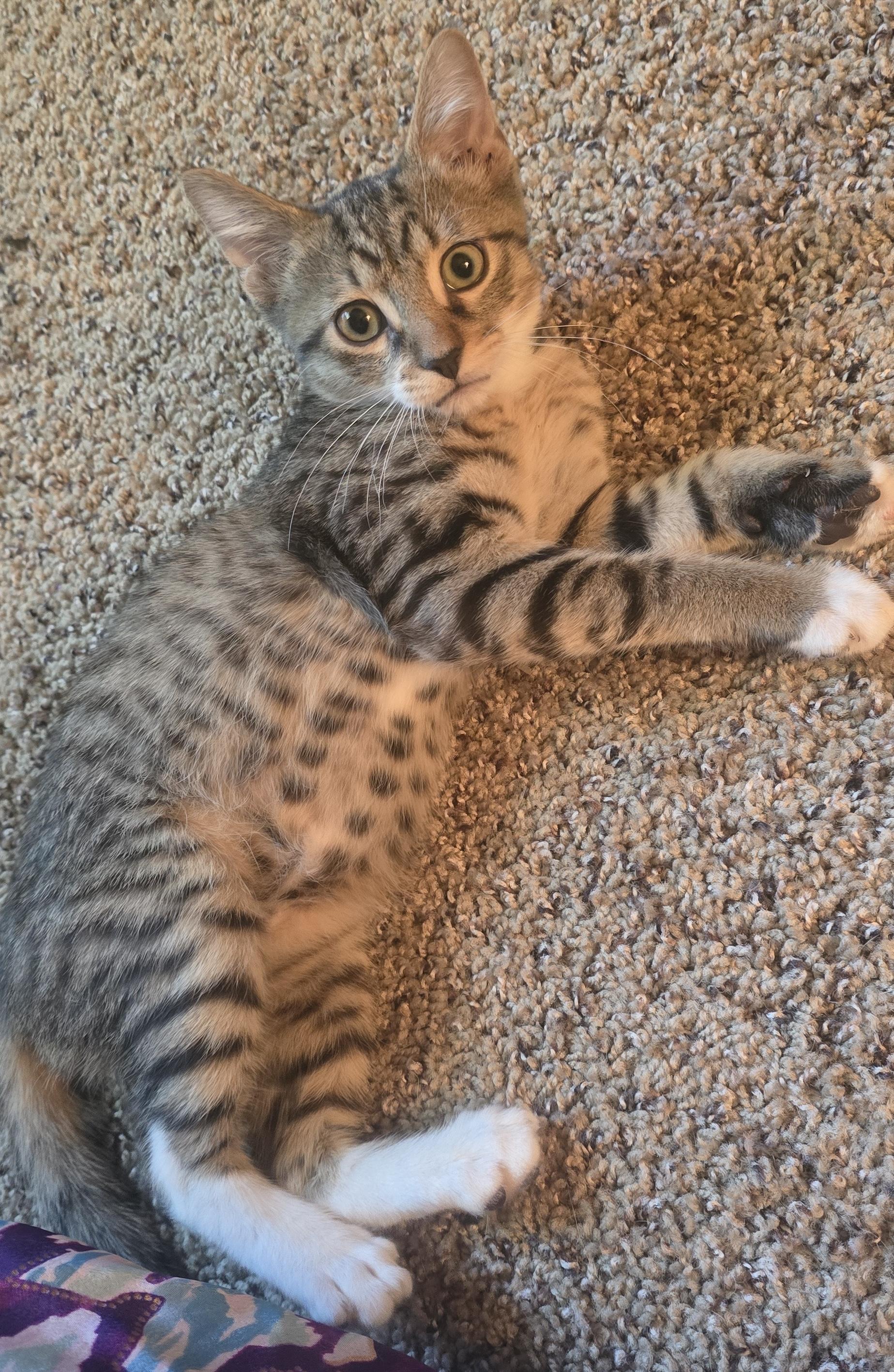 Cookie, an adoptable Tabby in LAMPASAS, TX, 76550 | Photo Image 2