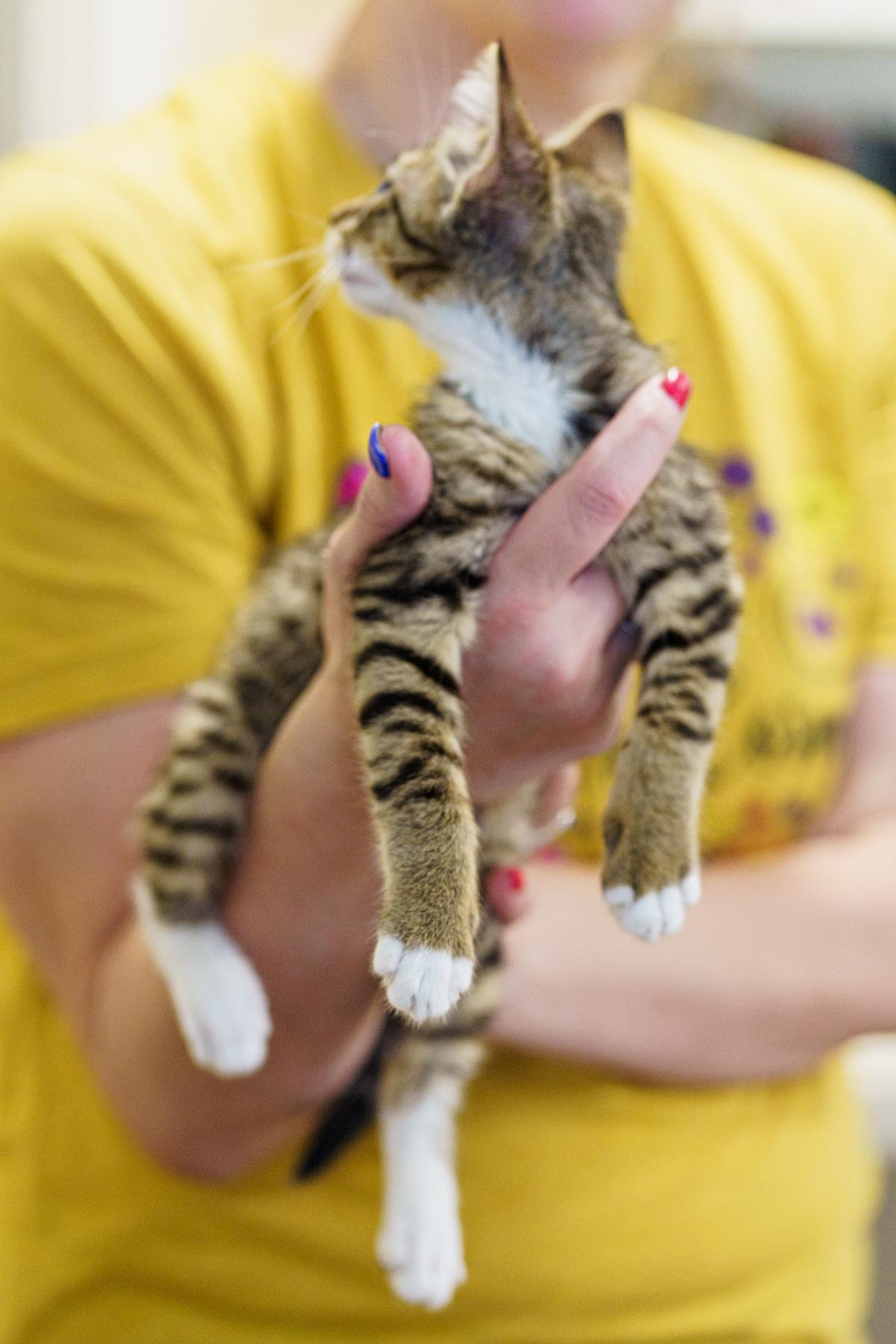 Cookie, an adoptable Tabby in LAMPASAS, TX, 76550 | Photo Image 4