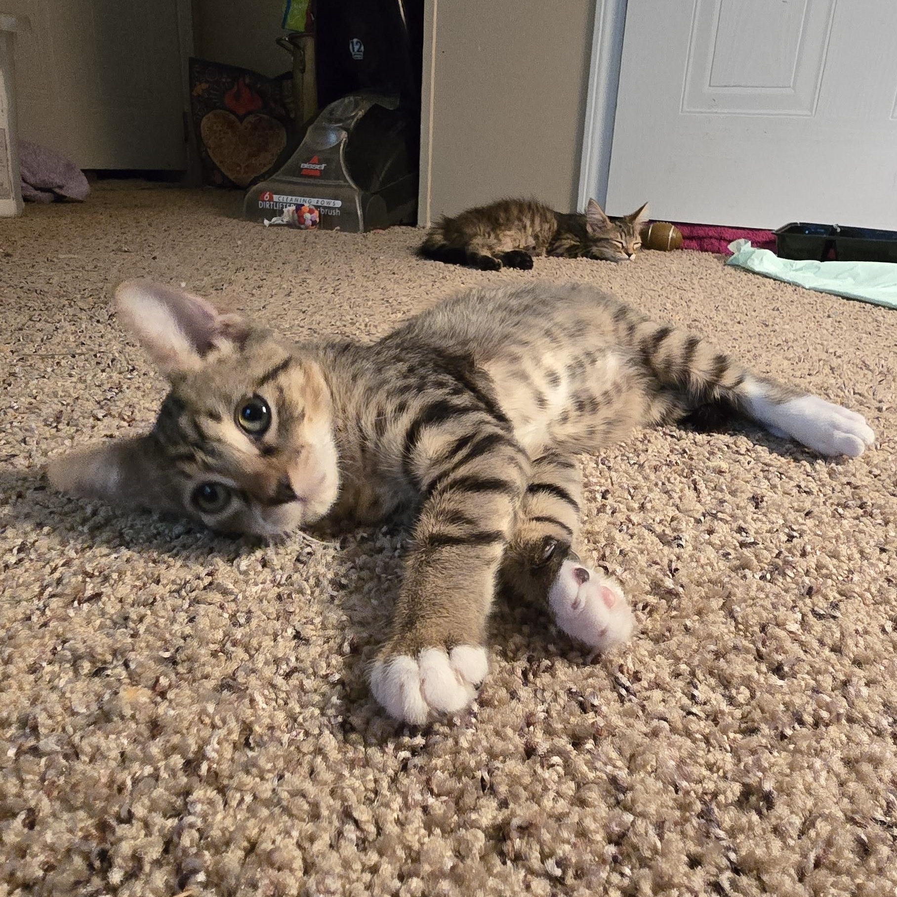 Cookie, an adoptable Tabby in LAMPASAS, TX, 76550 | Photo Image 3
